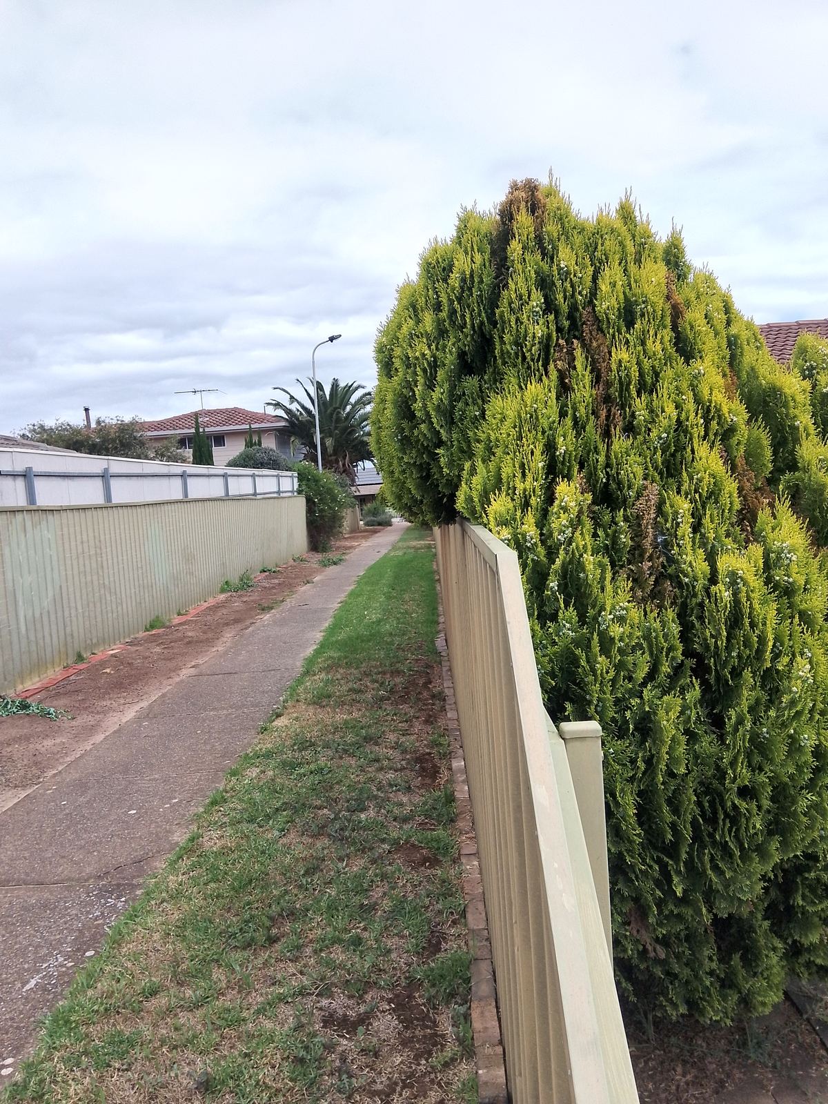 Side alley before garden clearance