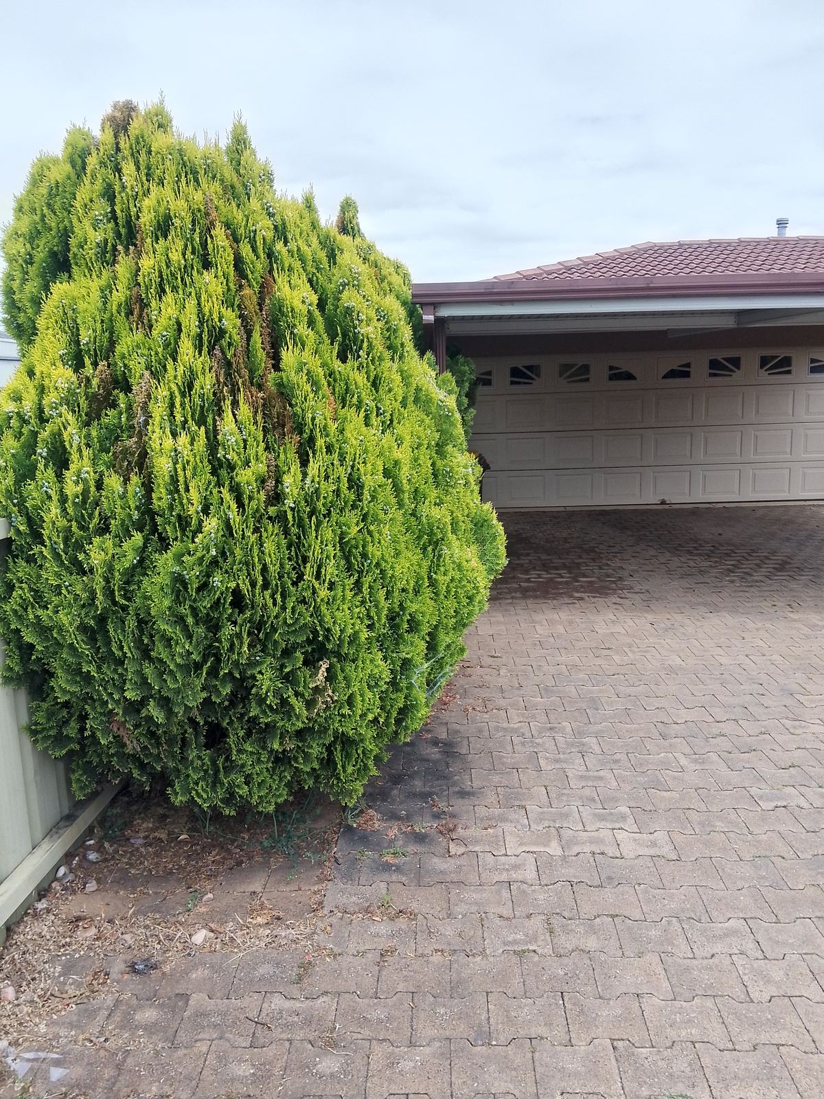 Driveway hedge before trimming