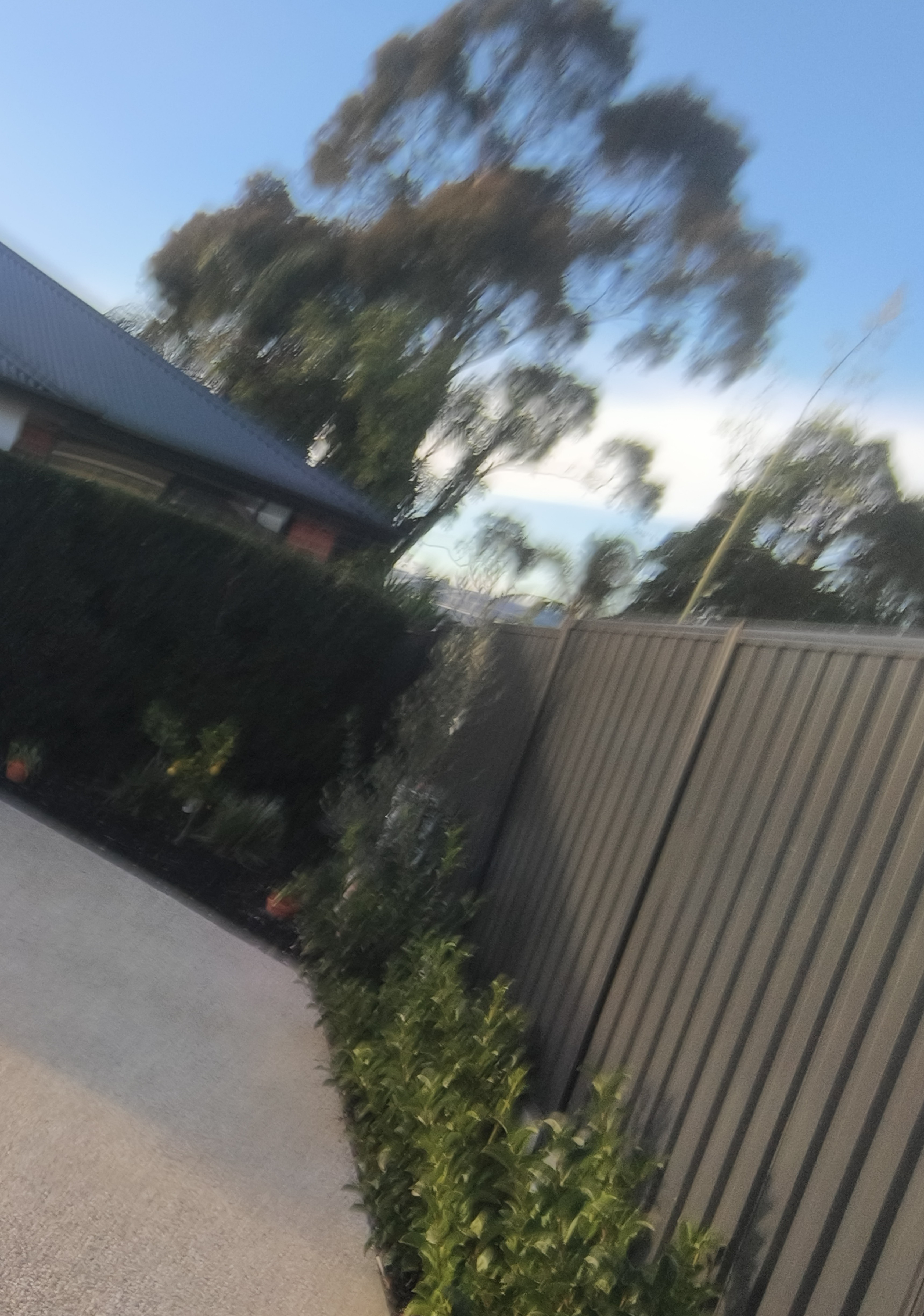 Hedge after trimming