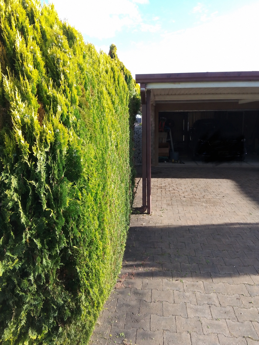Left driveway after garden tidy